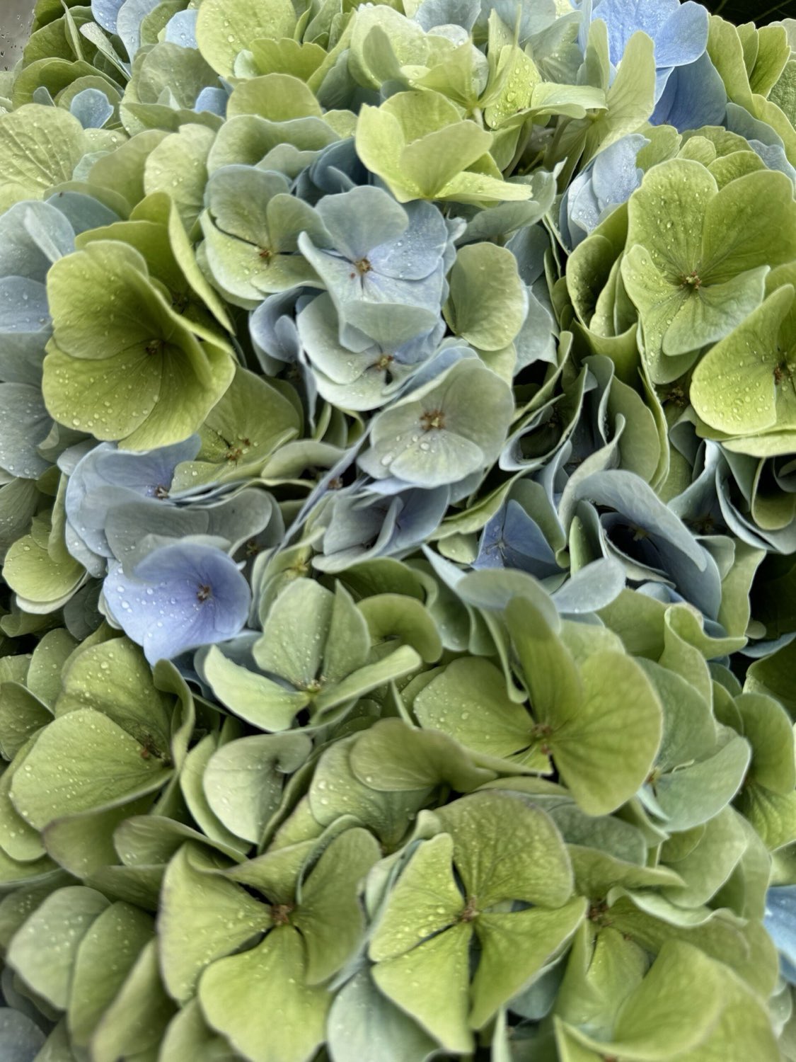 Wedding flowers by Dancing Orchid, North London florist